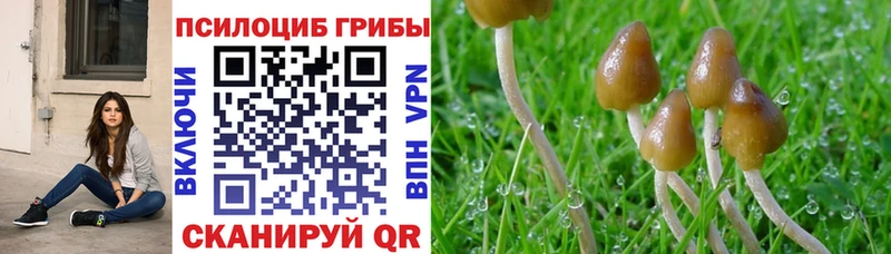 Купить где  Арсеньев  Псилоцибиновые грибы Magic Shrooms 